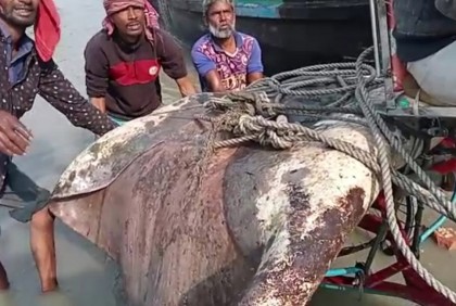 জেলের জালে ধরা পড়ল ১০ মণের শাপলা পাতা মাছ