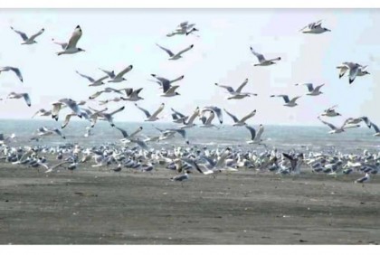 বঙ্গোপসাগরের বুকে অনন্য দ্বীপ চর বিজয়