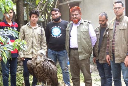 সরাইলে বিরল প্রজাতির হিমালয়ান শকুন উদ্ধার