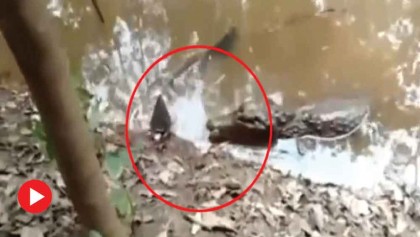 মাছের শরীর থেকে উৎপাদিত হাইভোল্টেজের বিদ্যুতে ছটফট করে মারা গেল কুমির! (ভিডিও)