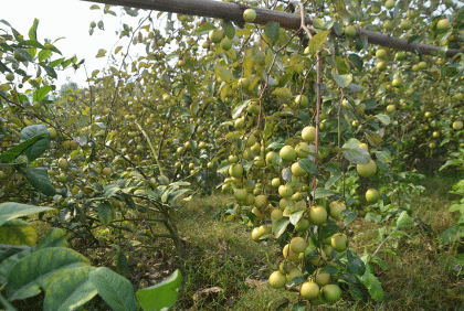 ৬০ বিঘা জমিতে দুলছে রঙিন বল সুন্দরী