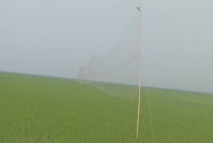 হাওরে জাল দিয়ে ফাঁদ পেতে অতিথি পাখি শিকার