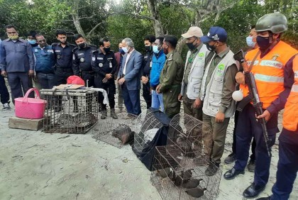 সুন্দরবনে ঠিকানা হলো ১০ প্রজাতির ২৬ বন্যপ্রাণীর