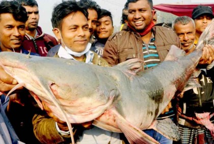 বগুড়ায় পোড়াদহসহ সকল মেলায় বাঘাইড় মাছ কেনাবেচা বন্ধ ঘোষণা
