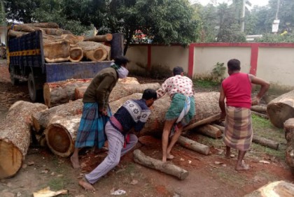 টাঙ্গাইলে অবৈধ কাঠসহ ৩ জন গ্রেফতার