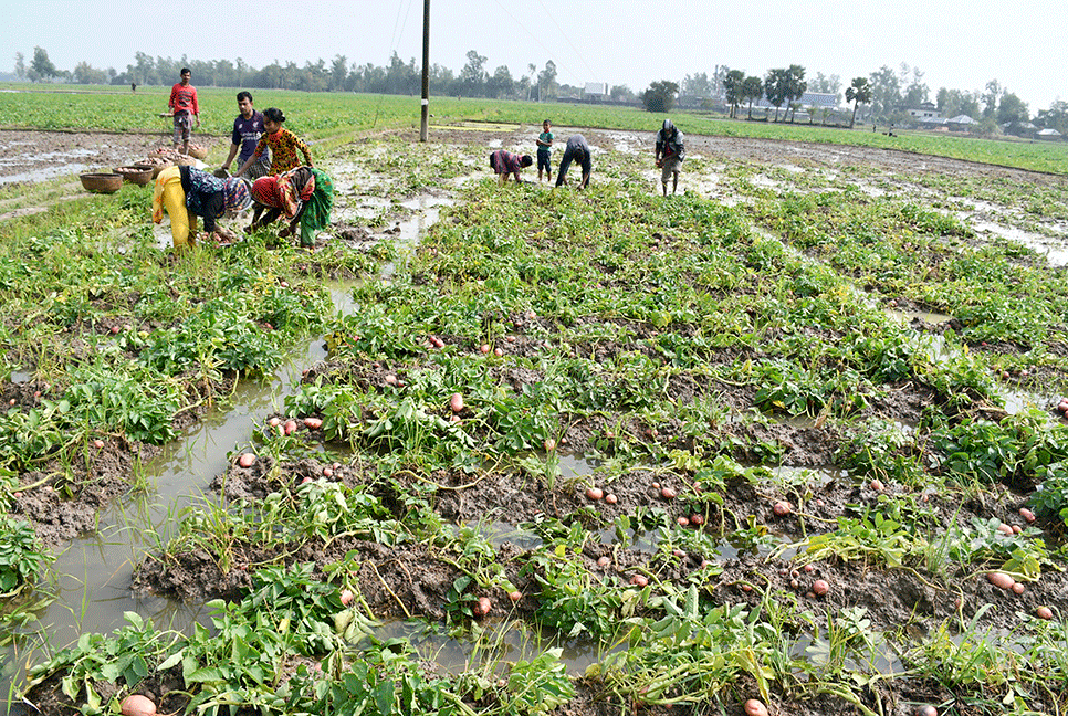 বৃষ্টিতে জয়পুরহাটে আলুর ব্যাপক ক্ষতি 