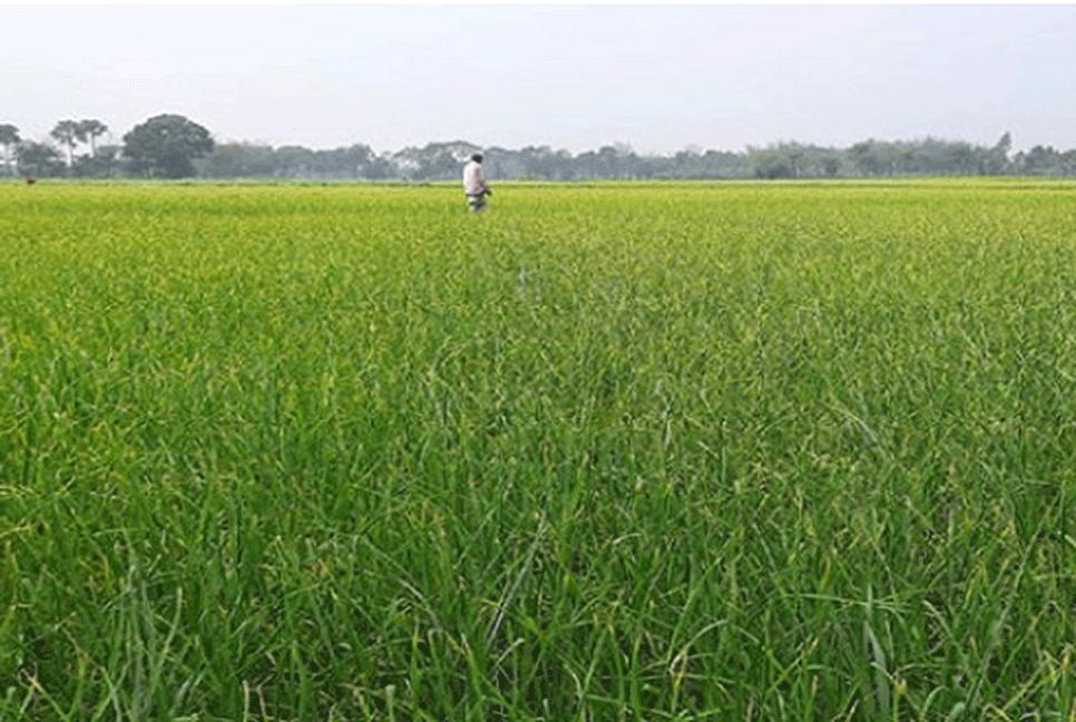 নাটোরে বৃষ্টিতে ফসলের উপকার 