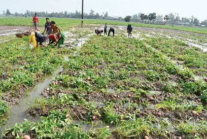 বৃষ্টিতে জয়পুরহাটে আলুর ব্যাপক ক্ষতি 
