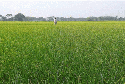নাটোরে বৃষ্টিতে ফসলের উপকার 