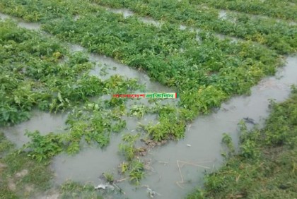 বগুড়ায় আলু নিয়ে দুশ্চিন্তায় কৃষক

