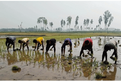 বগুড়ায় বোরো চাষে ব্যস্ত কৃষক