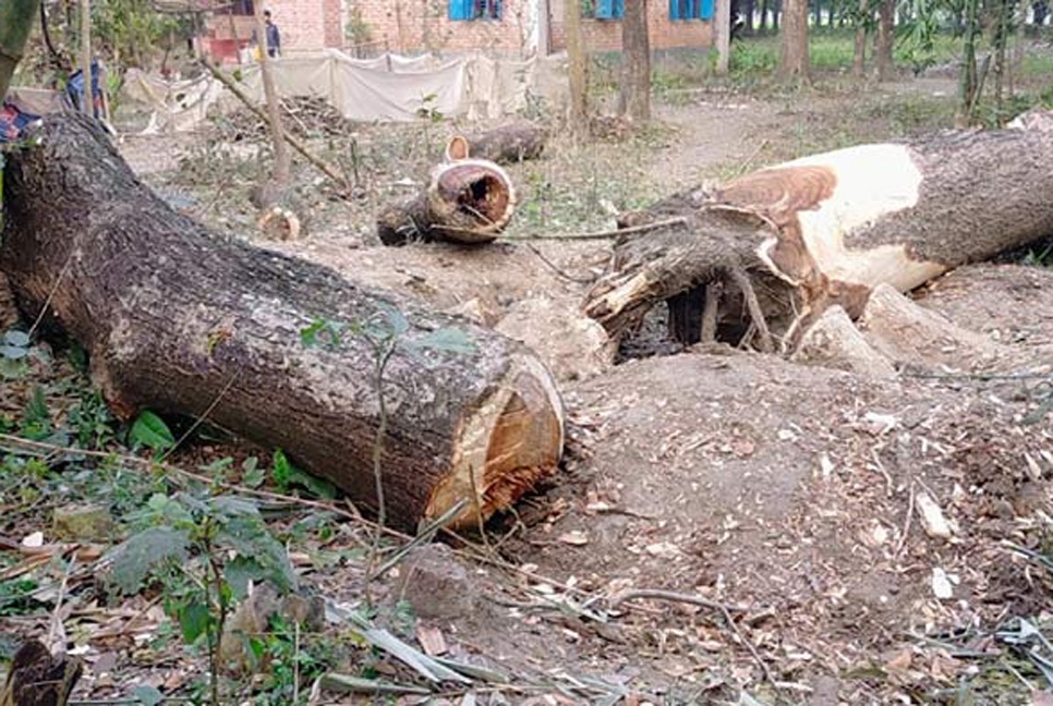বাড়ির গাছও কাটা যাবে না সরকারের অনুমতি ছাড়া

