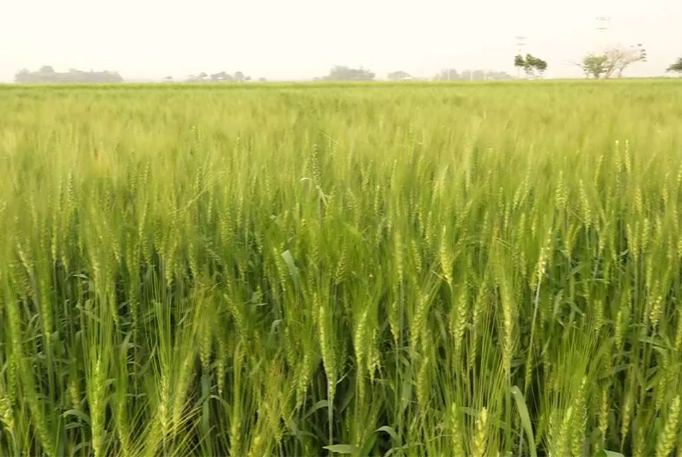কুষ্টিয়ায় পদ্মার বিস্তীর্ণ চর জুড়ে সবুজ ফসলের হাতছানি