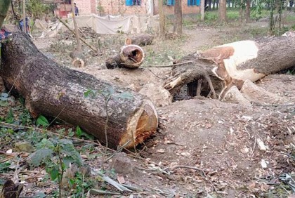 বাড়ির গাছও কাটা যাবে না সরকারের অনুমতি ছাড়া

