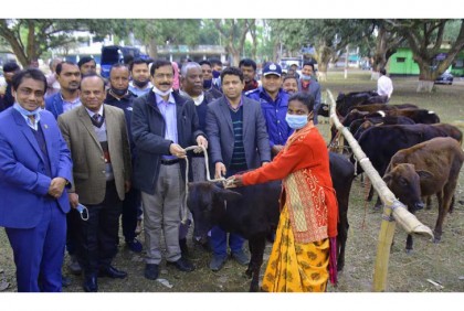 কাহারোলে ক্ষুদ্র নৃগোষ্ঠীর 
মাঝে গরু বিতরণ