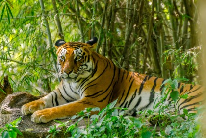 বাঘের মুখ থেকে জেলেকে ছিনিয়ে আনলেন দুই সঙ্গী

