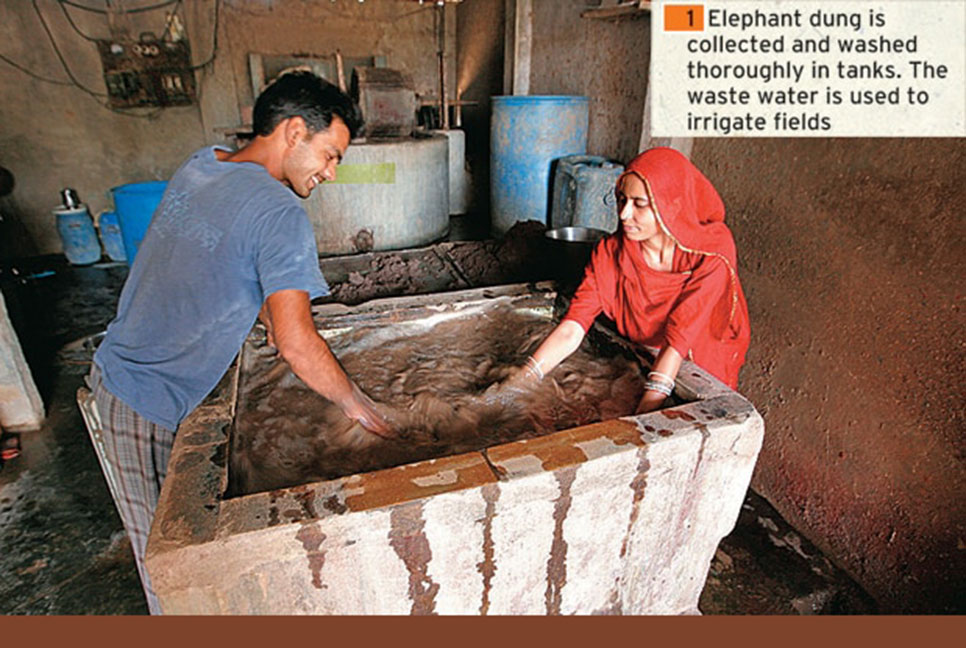 হাতির বিষ্ঠা থেকে কাগজ বানিয়ে দম্পতি এখন কোটিপতি!