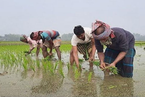 শীতের মধ্যে বোরো ধান চাষে ব্যস্ত কৃষক