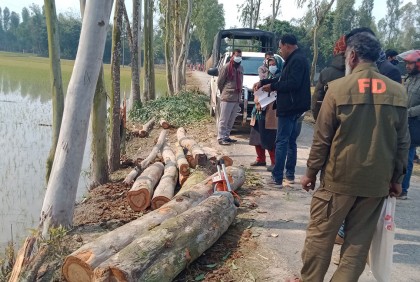 সোনাতলায় দিনে দুপুরে রাস্তার গাছ কর্তন