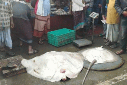 ১২০ কেজি ওজনের শাপলাপাতা মাছ