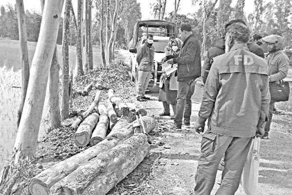 দিনদুপুরে সরকারি রাস্তার গাছ কর্তন, পরে জব্দ