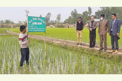 চলনবিলে বঙ্গবন্ধু ধান-১০০ পরিদর্শনে কৃষি কর্মকর্তারা