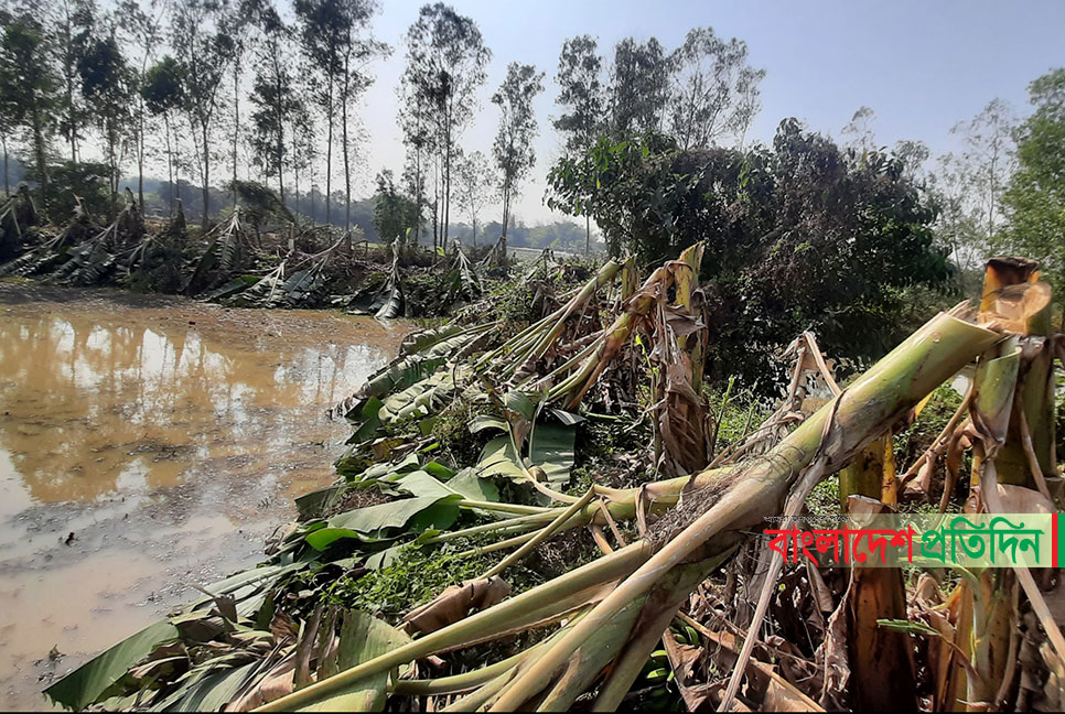 তুচ্ছ দ্বন্দ্বে সাড়ে তিনশ’ কলাগাছ কাটলো সহোদর, হামলার অভিযোগ