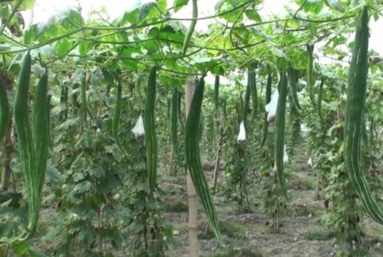 চিচিংগা চাষে লাভবান লক্ষ্মীপুরের কৃষকরা