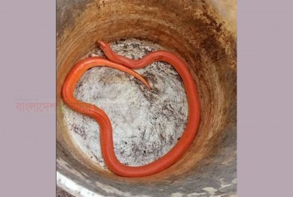 ঠাকুরগাঁওয়ে বিরল প্রজাতির ‘রেড কোরাল কুকরি’ উদ্ধার