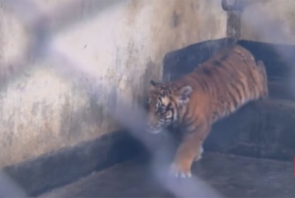 মিরপুর চিড়িয়াখানায় বাঘ পরিবারে নতুন দুই অতিথি