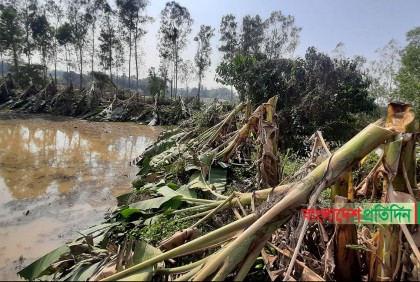 তুচ্ছ দ্বন্দ্বে সাড়ে তিনশ’ কলাগাছ কাটলো সহোদর, হামলার অভিযোগ