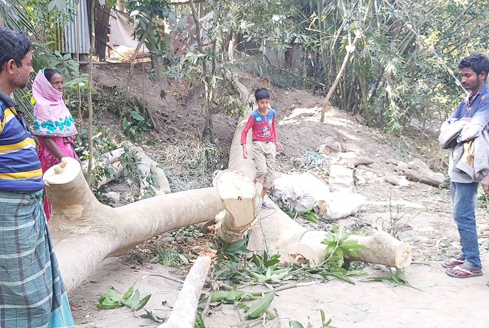 চরভদ্রাসনে গাছচাপা পরে বৃদ্ধের মৃত্যু