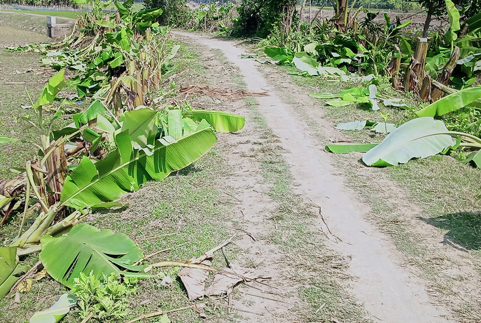 গাছের সাথে এ কেমন শত্রুতা