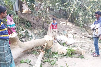 চরভদ্রাসনে গাছচাপা পরে বৃদ্ধের মৃত্যু