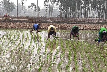 চড়া দামেও মিলছে না সার, দিশেহারা কৃষক