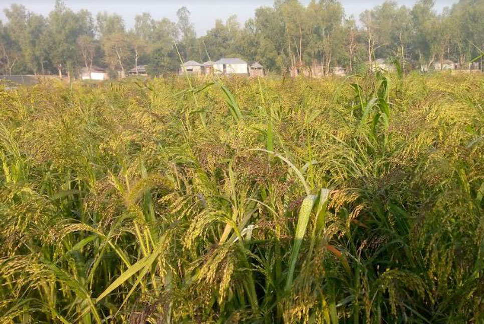 বগুড়ায় পাখি খাদ্য খেরাছির বাম্পার ফলন