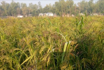 বগুড়ায় পাখি খাদ্য খেরাছির বাম্পার ফলন