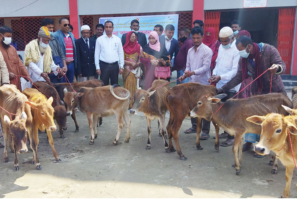মোরেলগঞ্জে মৎস্যজীবীদের মাঝে বাছুর বিতরণ