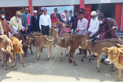 মোরেলগঞ্জে মৎস্যজীবীদের মাঝে বাছুর বিতরণ