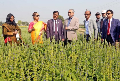 বারিতে কৃষিতাত্ত্বিক গবেষণার উপর মাঠ দিবস  