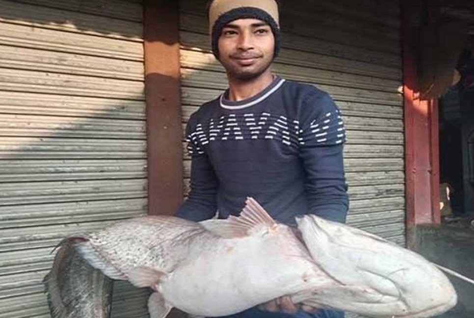 পদ্মায় জেলের জালে ধরা পড়লো ১৫ কেজির বোয়াল