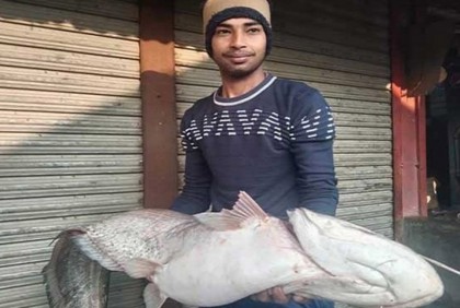 পদ্মায় জেলের জালে ধরা পড়লো ১৫ কেজির বোয়াল