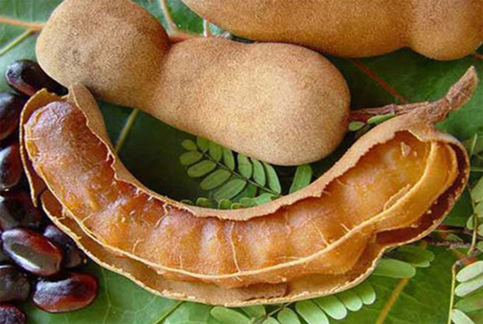 তেঁতুলের ভেষজ গুণাগুণ
