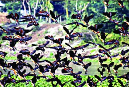 অতিথি পাখিতে মুখর নিলুয়া বিল