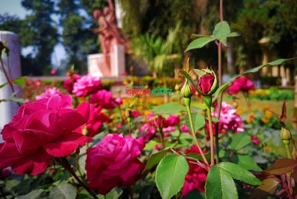 মতিহারের সবুজ চত্বরে বসন্তের ছোঁয়া