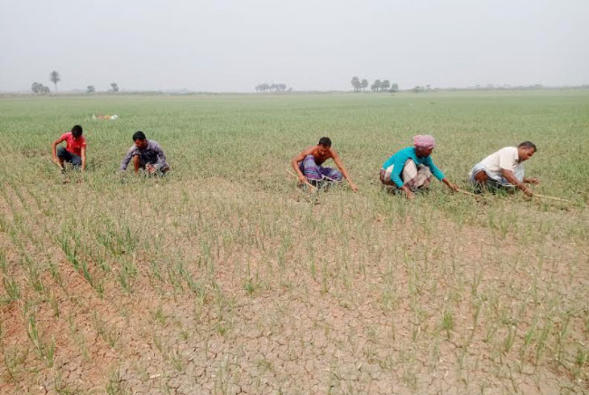 চৈত্র মাসে বাজারে আসবে নতুন পিয়াজ