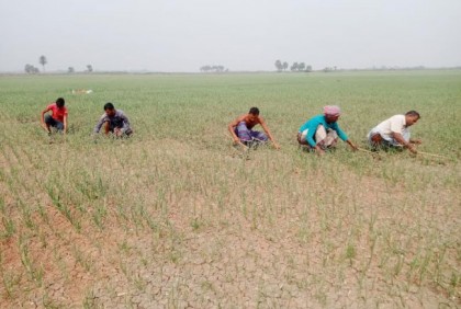 চৈত্র মাসে বাজারে আসবে নতুন পিয়াজ