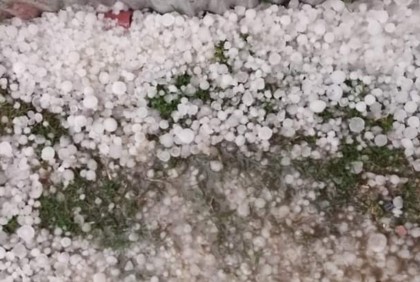 লালমনিরহাটে শিলাবৃষ্টিতে ফসলের ব্যাপক ক্ষতি