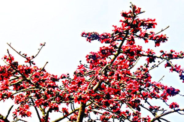 প্রকৃতির রূপকন্যা শিমুল ফুল