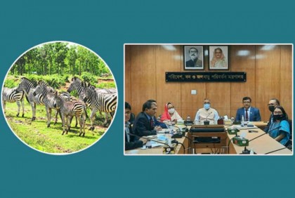 অতিরিক্ত নাইট্রেট ও মিশ্র ব্যাকটেরিয়ার সংক্রমণে ১১ জেব্রার মৃত্যু

